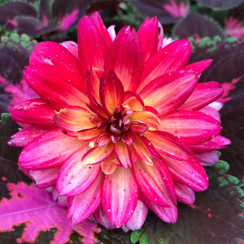 Meet your Posher, Kelly